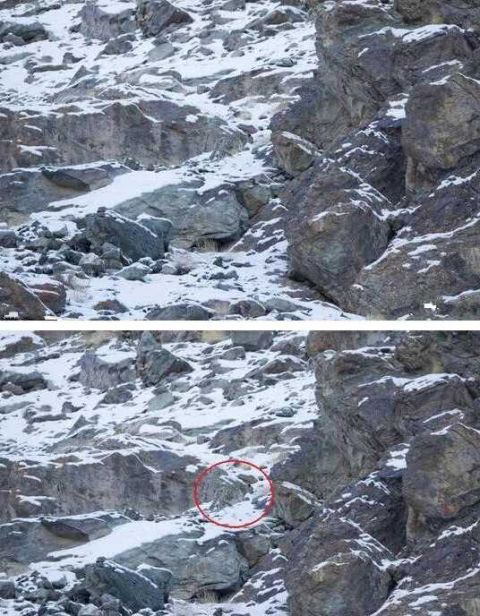 雪豹是天然的伪装者,与环境浑然成一体的豹子你找到几个
