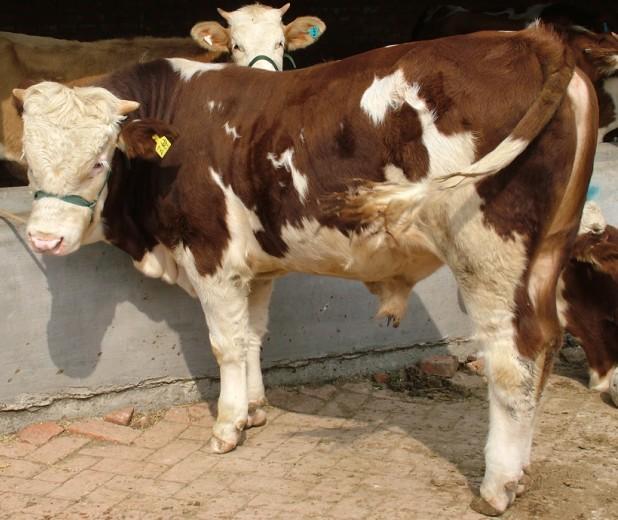 牛为什么只吃而不长体重