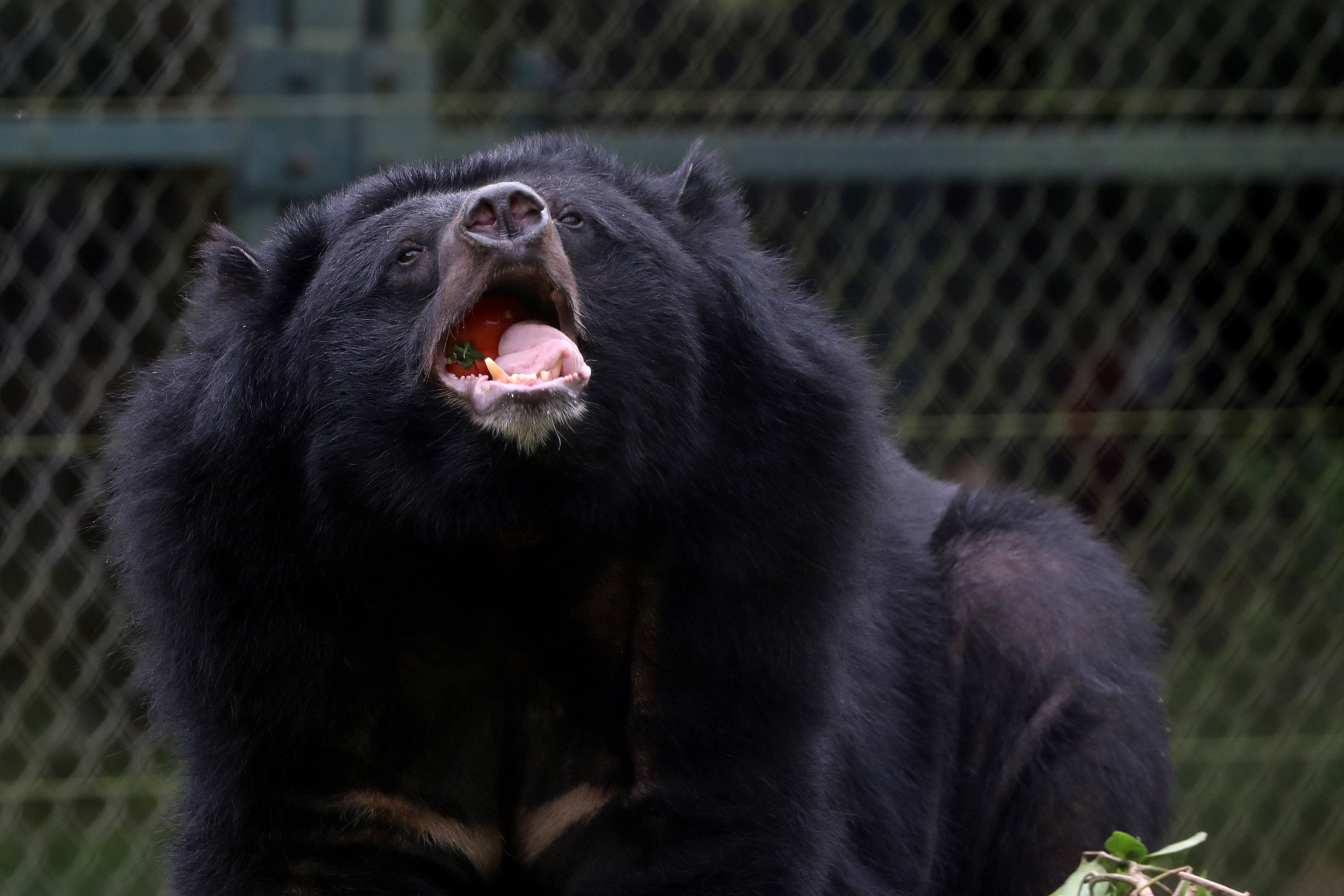 越南的黑熊救助中心(4)