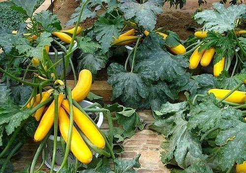 西葫芦经常吃,"金色"的见过吗?能赏能吃味道好,名叫黄金瓜