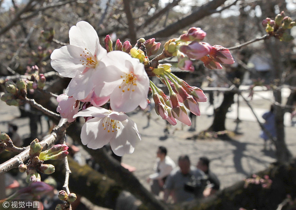 日本東京都中心櫻花開放 比常年早5天