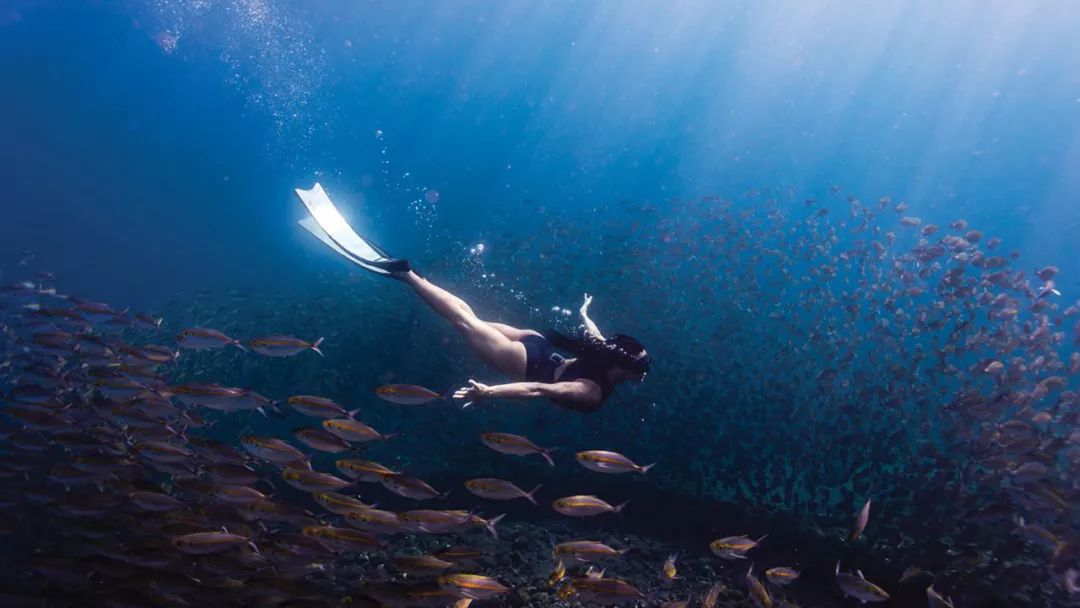 澳洲现实版的"美人鱼",能在海中潜泳4分钟,和鱼类亲密互动!