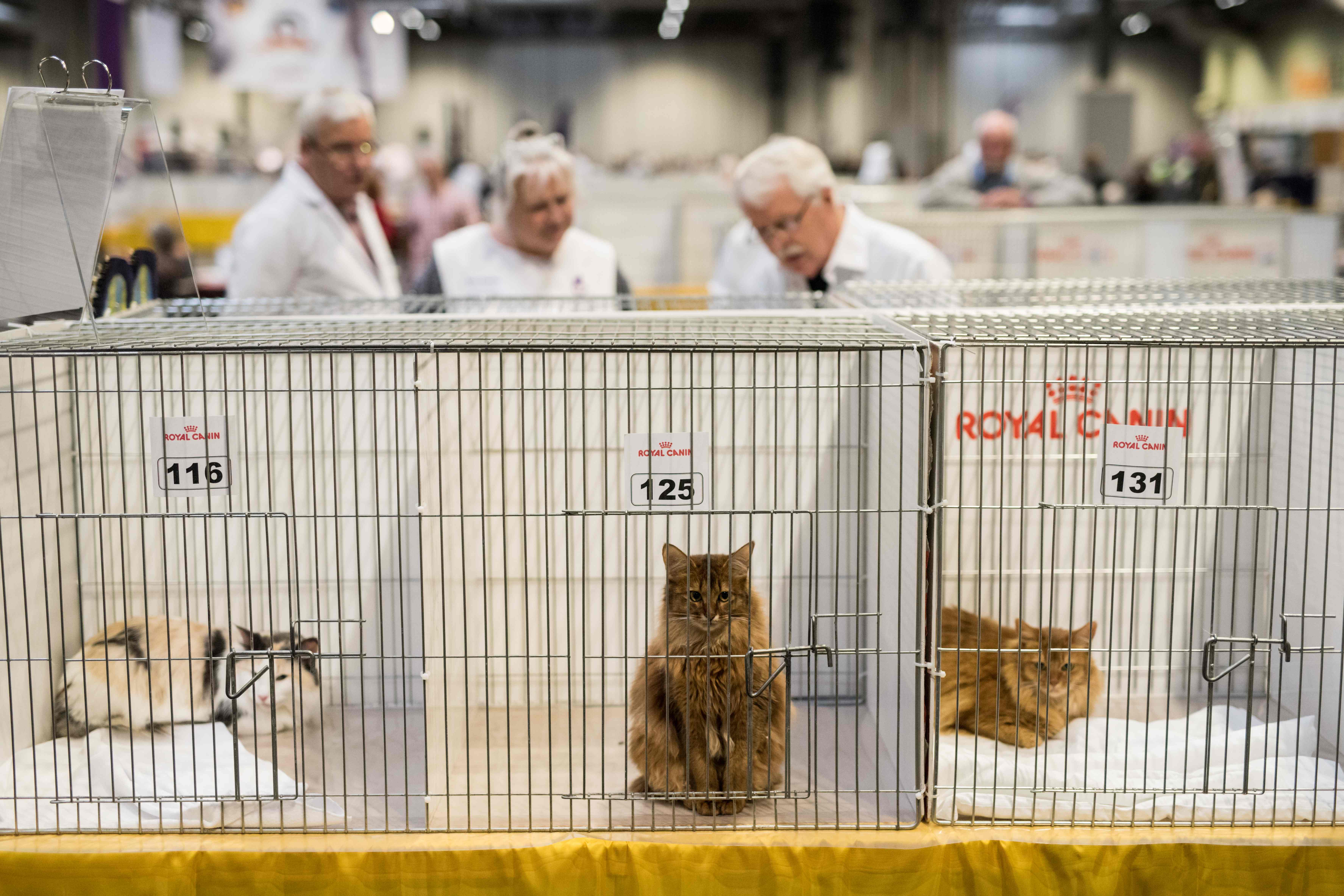 伯明翰举办"冠军猫展"(3)