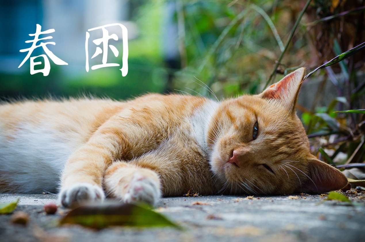 春困是病吗?其实这是身体健康的信号