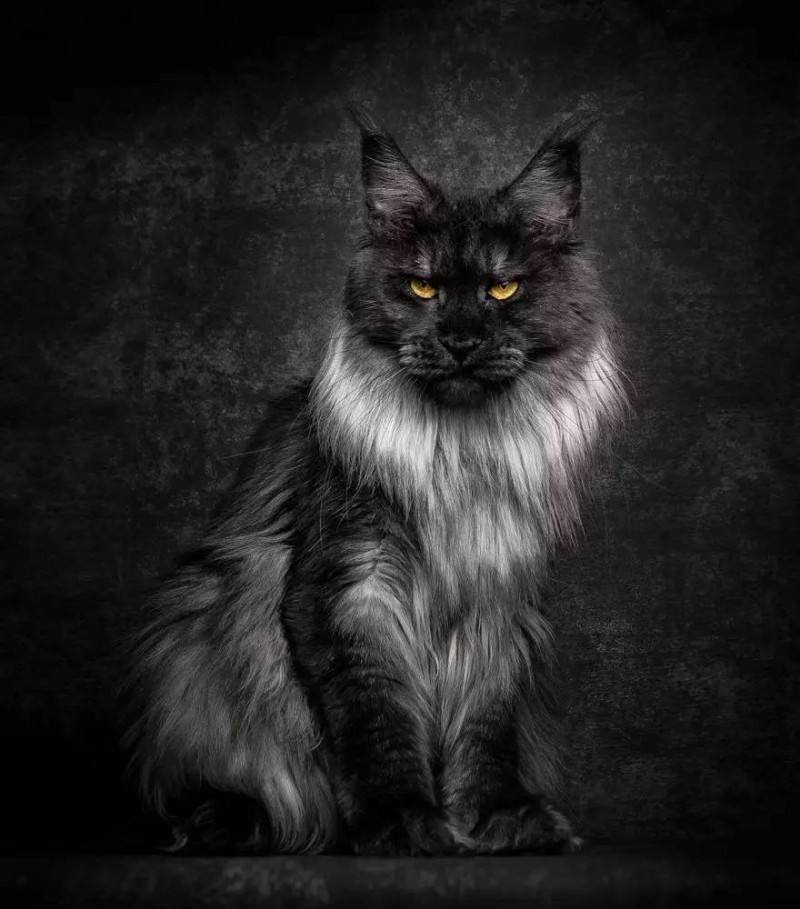 煤球猫 - 优质问答专区