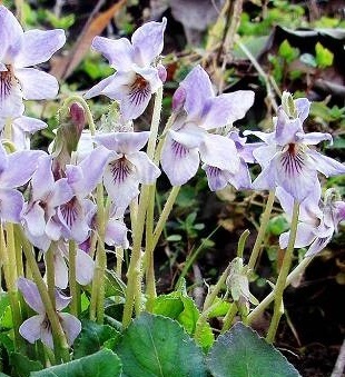 毛果堇菜知识科普,这些你可能不知道!