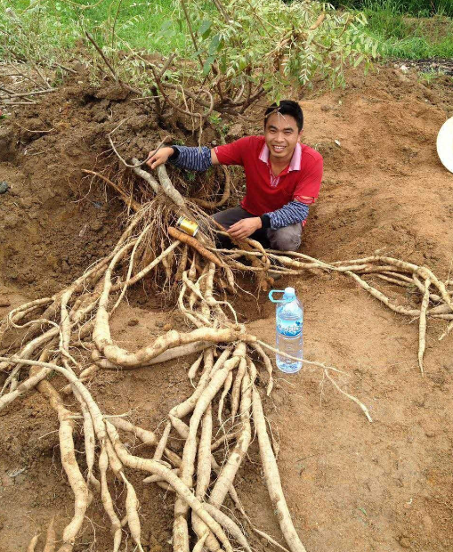 山莲藕多少钱一斤 - 2020年最新商品信息聚合专区 - 百度爱采购