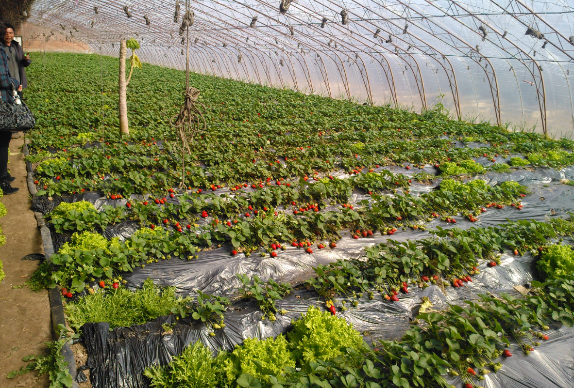 了解我国草莓生产的发展方向,更好地按照方向来种植草莓