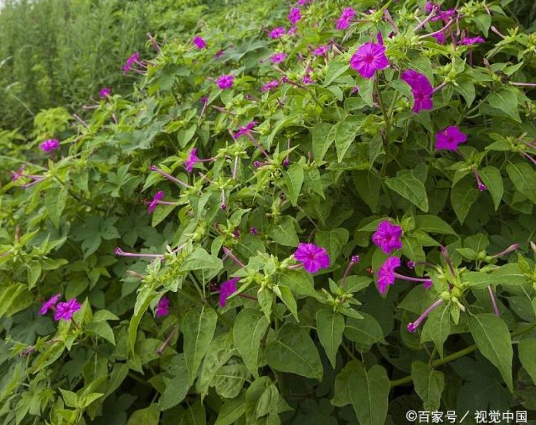 农村名叫钻地老鼠的植物你对它有了解吗?
