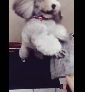 壁纸 动物 狗 狗狗 285_307 gif 动态图 动图