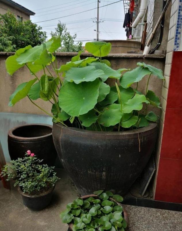 農村淘汰的大水缸,種上月季繡球君子蘭,開花剎不住,變成大土豪