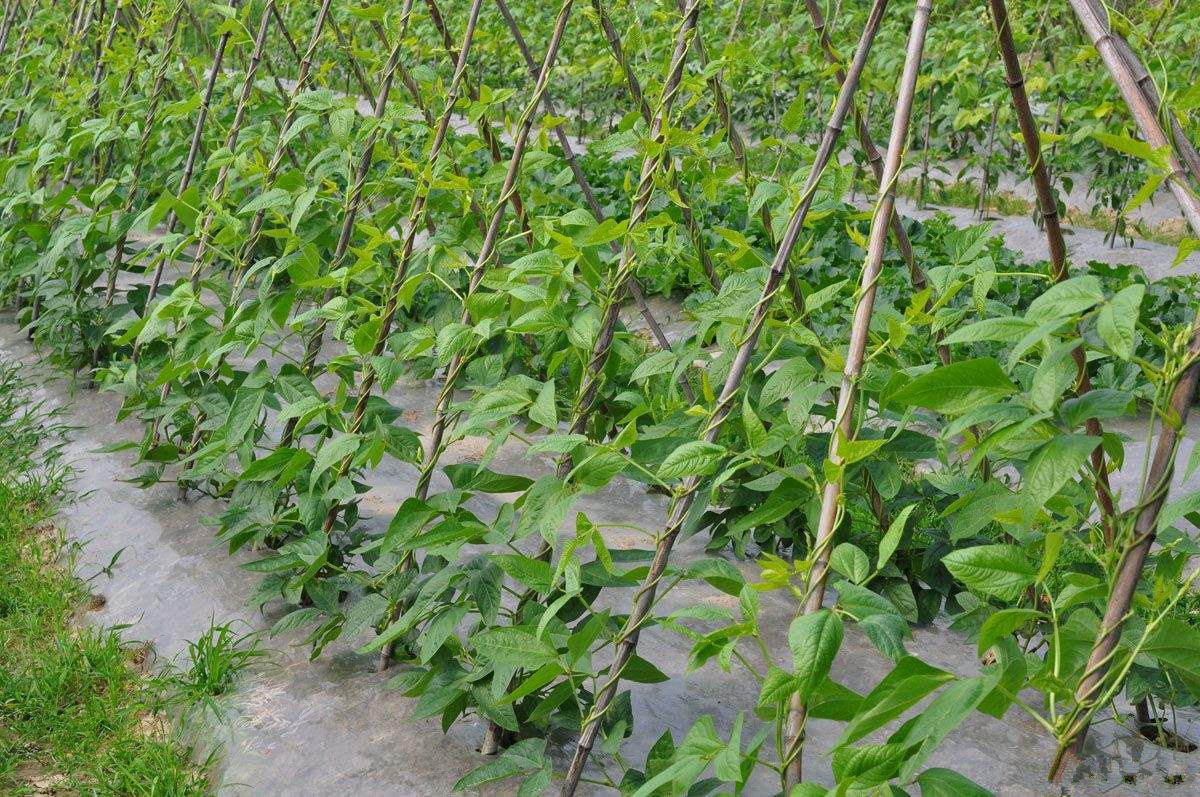 掌握这些种豆角诀窍,延长收获期,豆角高产品质好,卖出好价钱.