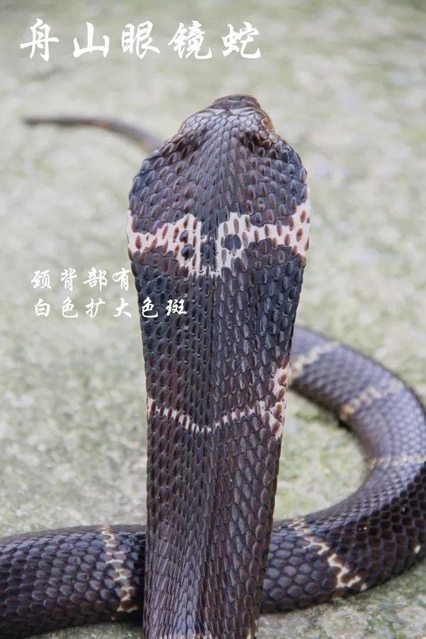 浙江究竟有哪些毒蛇