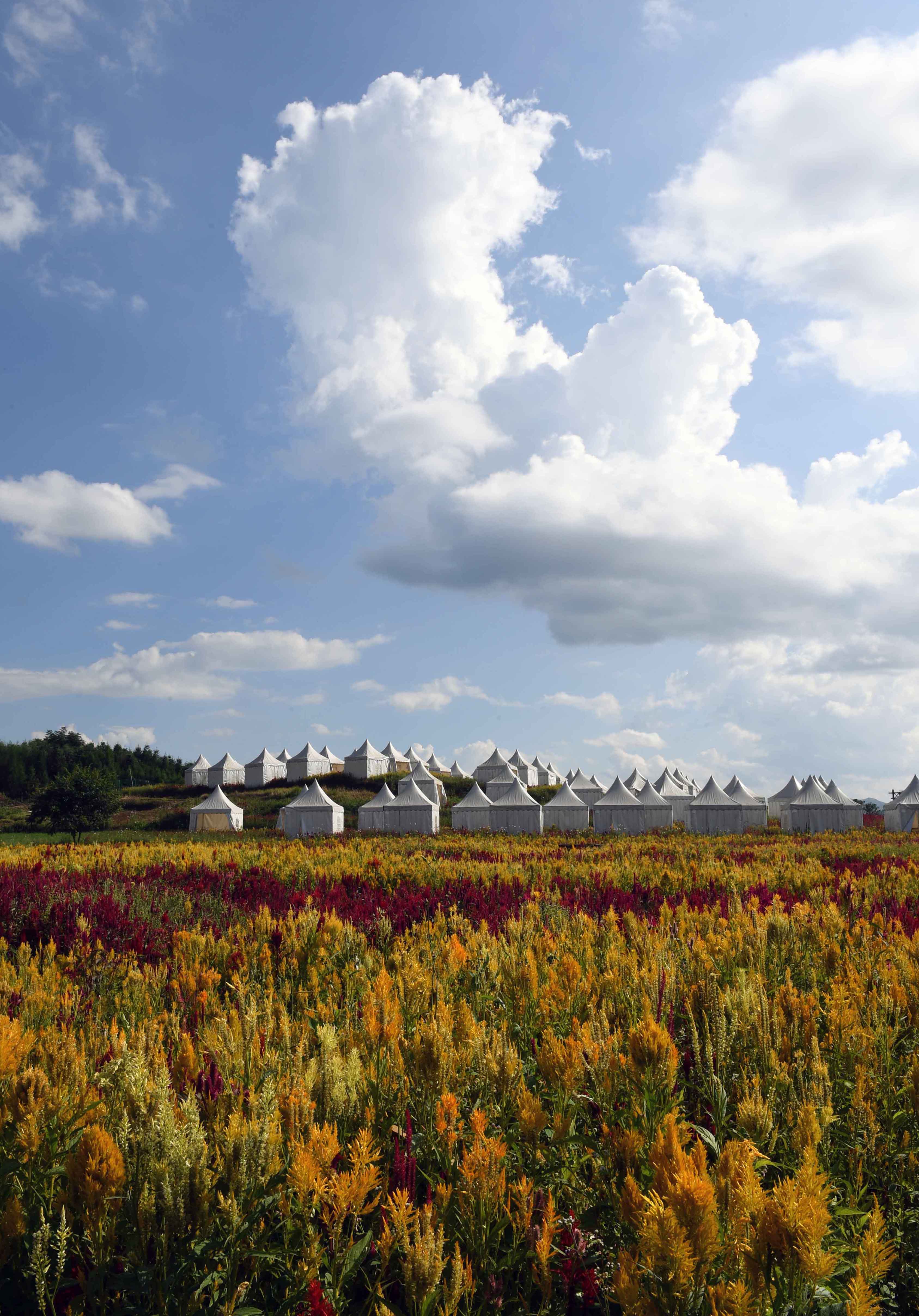 云南罗平:七彩花田美如画(3)