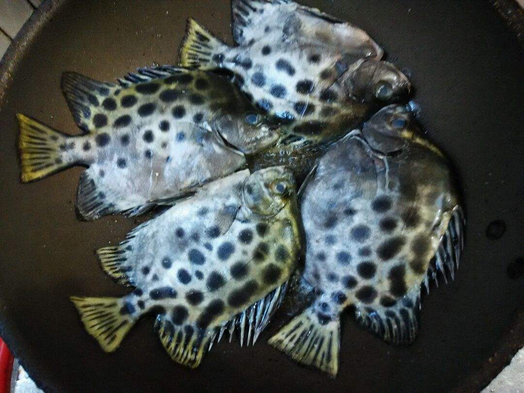 这种鱼内含苦胆,做成刺身味道一流!只需一叠豉油,人间美味