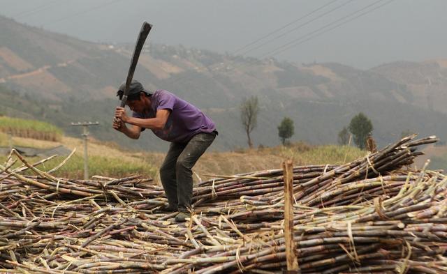 农民辛苦种田到头来还没中间商挣的多,为什么?这个道理你要明白