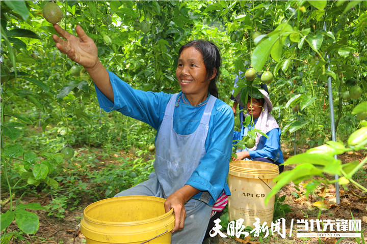 镇宁简嘎乡:小小百香果助力农户脱贫增收