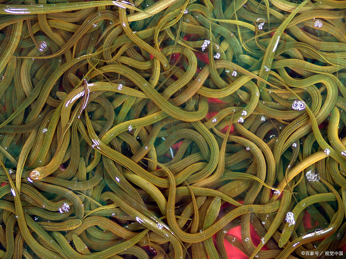 小黄鳝 - 热门商品专区