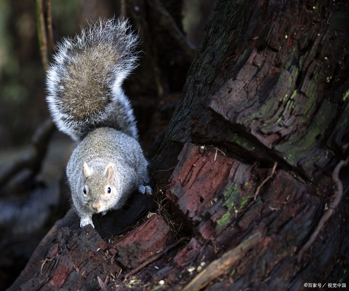 为什么松鼠的尾巴特别大?