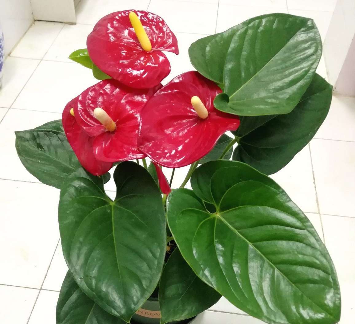 红掌花期若是做好这5件事,开花半年也不是难事