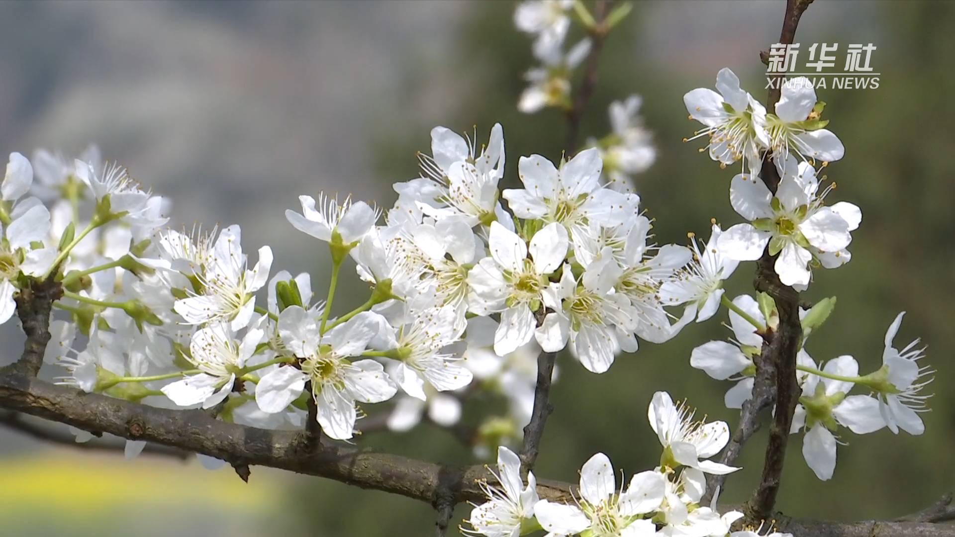 追美春光丨花如雪!万亩山头李花盛开