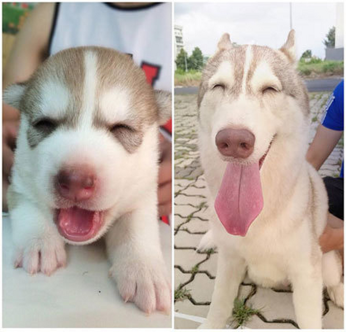 主人拍下哈士奇小时候和长大后同样的笑脸照,简直萌屎了!