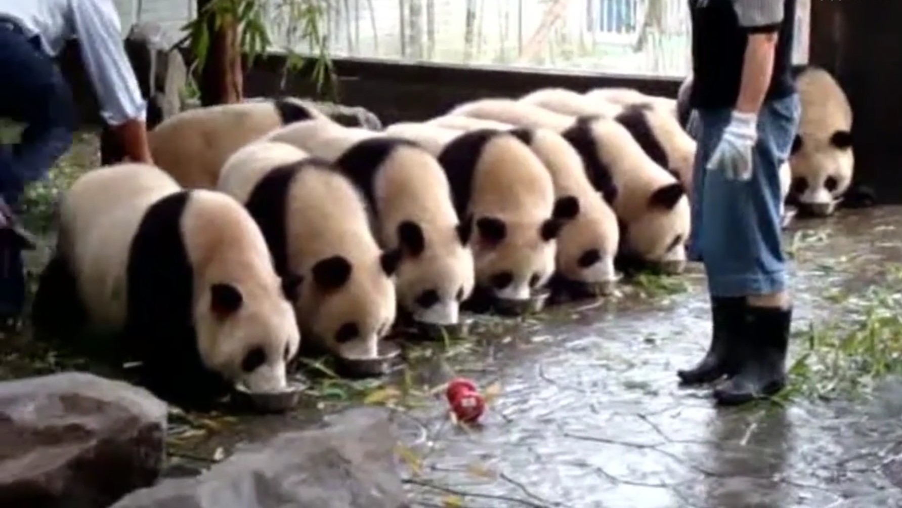 奶爸奶妈,你们这是把大熊猫当成猪在喂吗?