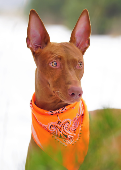 法老王猎犬的血统高贵,外形轮廓鲜明,与人之间关系比较默契!