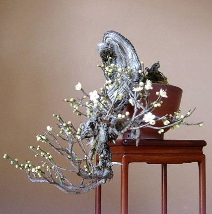 盆景欣赏:古梅,古雅中带着俏丽,绮丽多彩的美姿,百看不厌