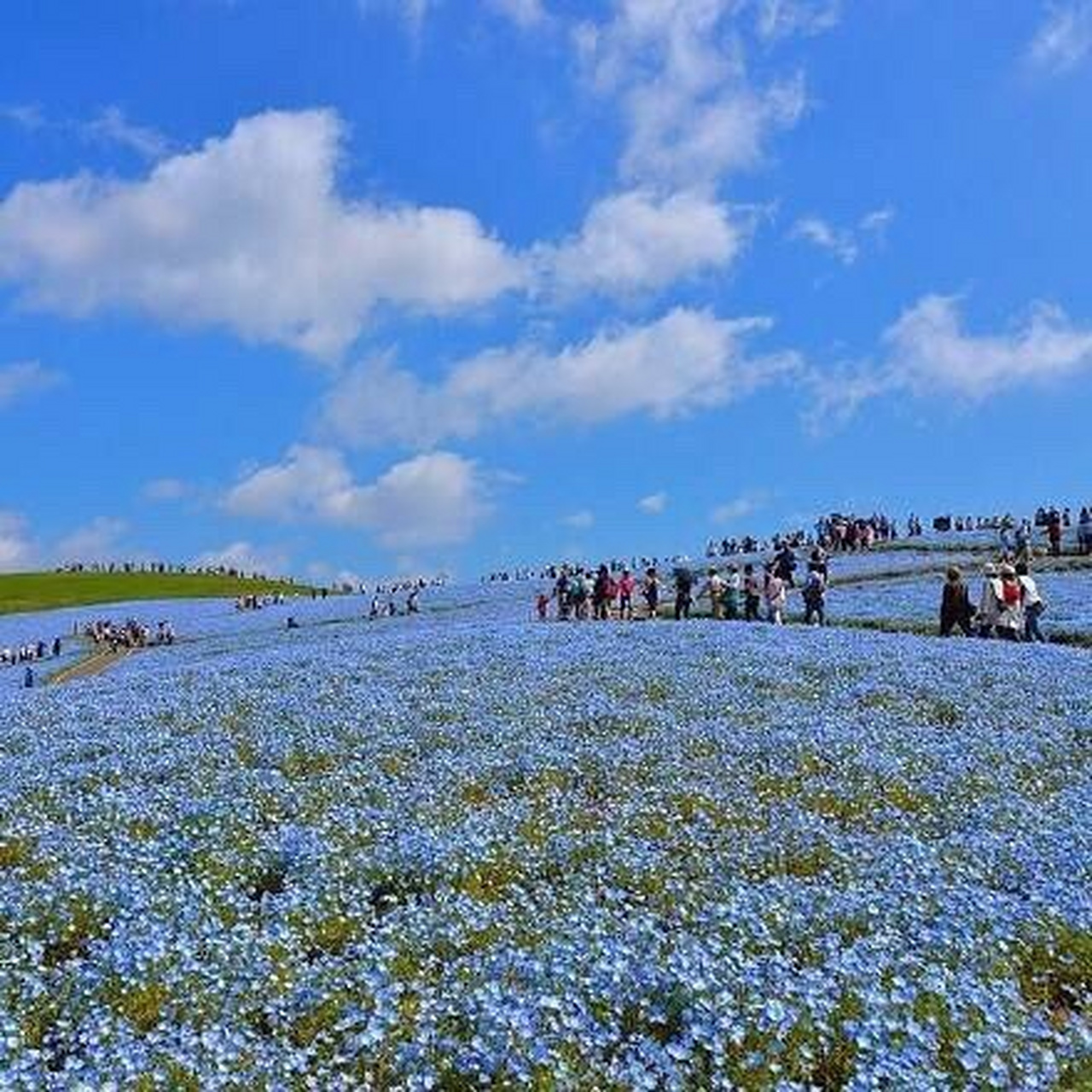 遇见美好# #遇见好风景# 日本hitashi公园的蓝色粉蝶花,超美的花海.