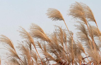 春来日暖百花柔,芦苇渐枯望水流!