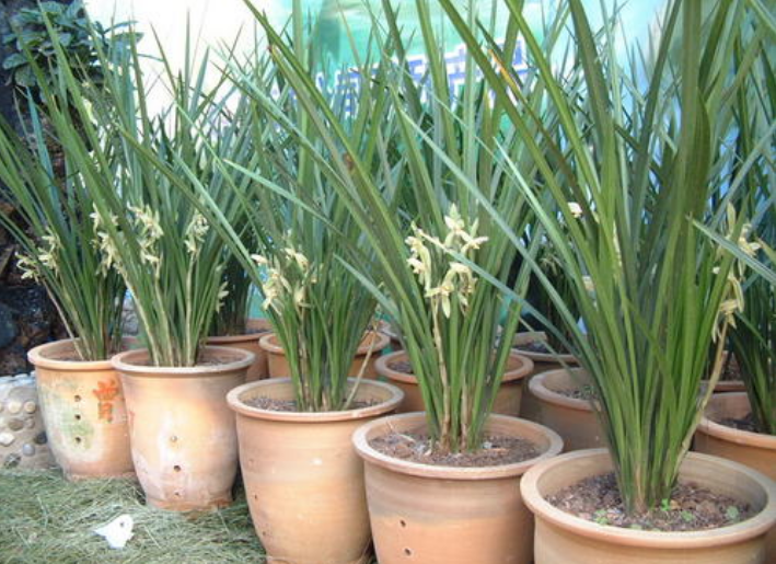 良人说种植,兰花的后期养护与管理小窍门