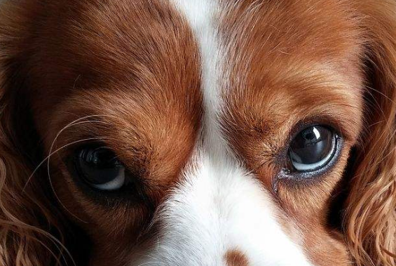 心理测试:你觉得哪张照片不是小狗眼睛,测你的内在性格是什么?