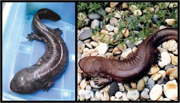 动物知识科普,小编带你了解汉中大鲵