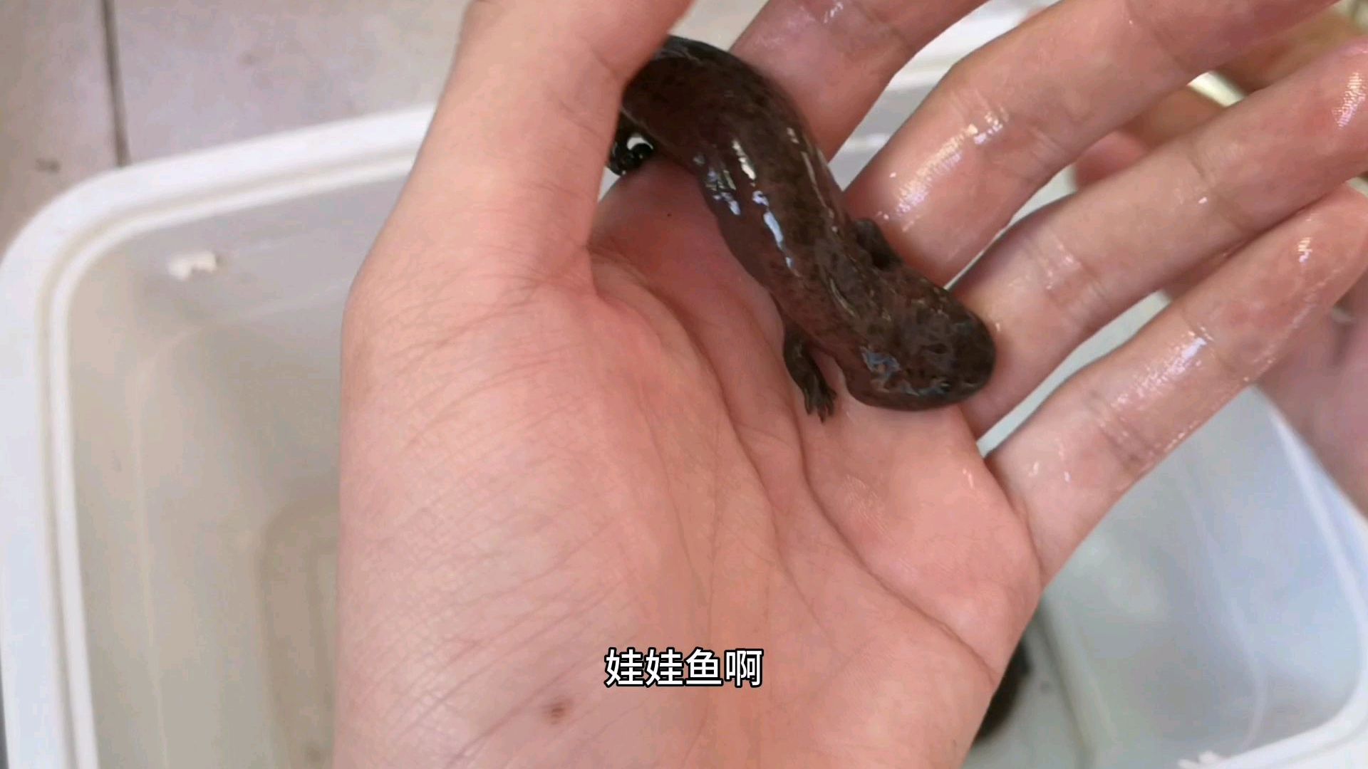 开箱娃娃鱼,黑不溜秋的而且身体很滑,长的像大蝌蚪
