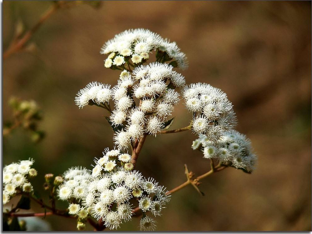 除了感冒,林泽兰还能治疗一些别的疾病,像肠寄生虫病,疟疾等,所以林
