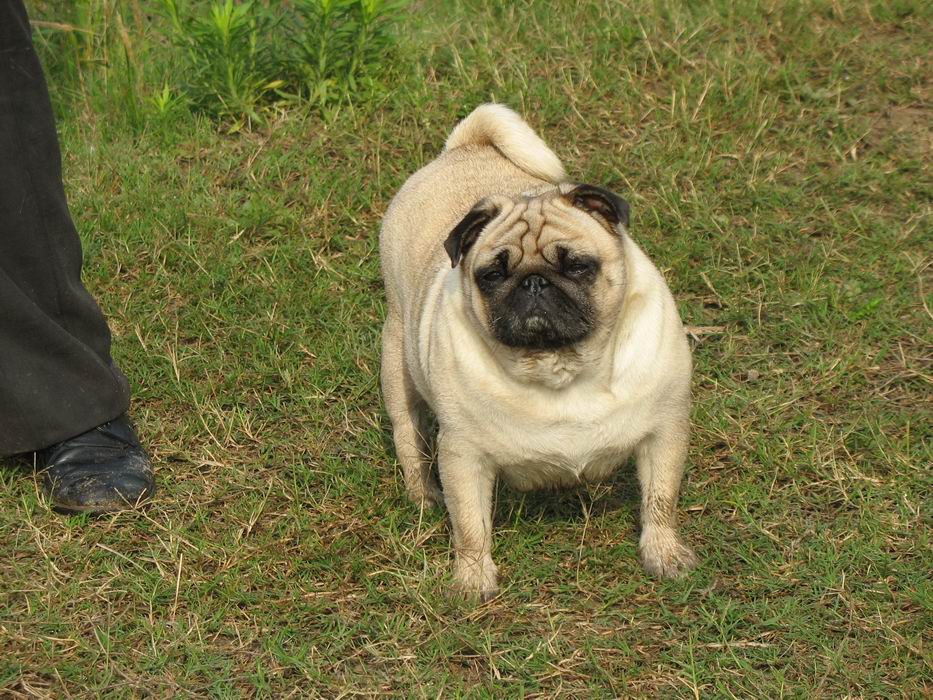 原产于中国的巴哥犬,14世纪末正式命名为"巴哥",富有魅力!