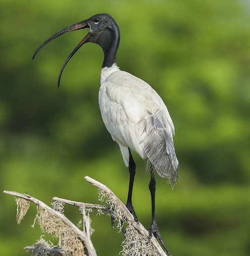 黑头白鹮,背部和前颈的下部有延长的灰色饰羽,翅膀的下面有裸露的深