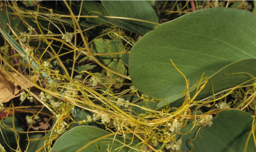 农村植物"无娘藤",极其珍贵,农民朋友见到千万别轻视或除掉