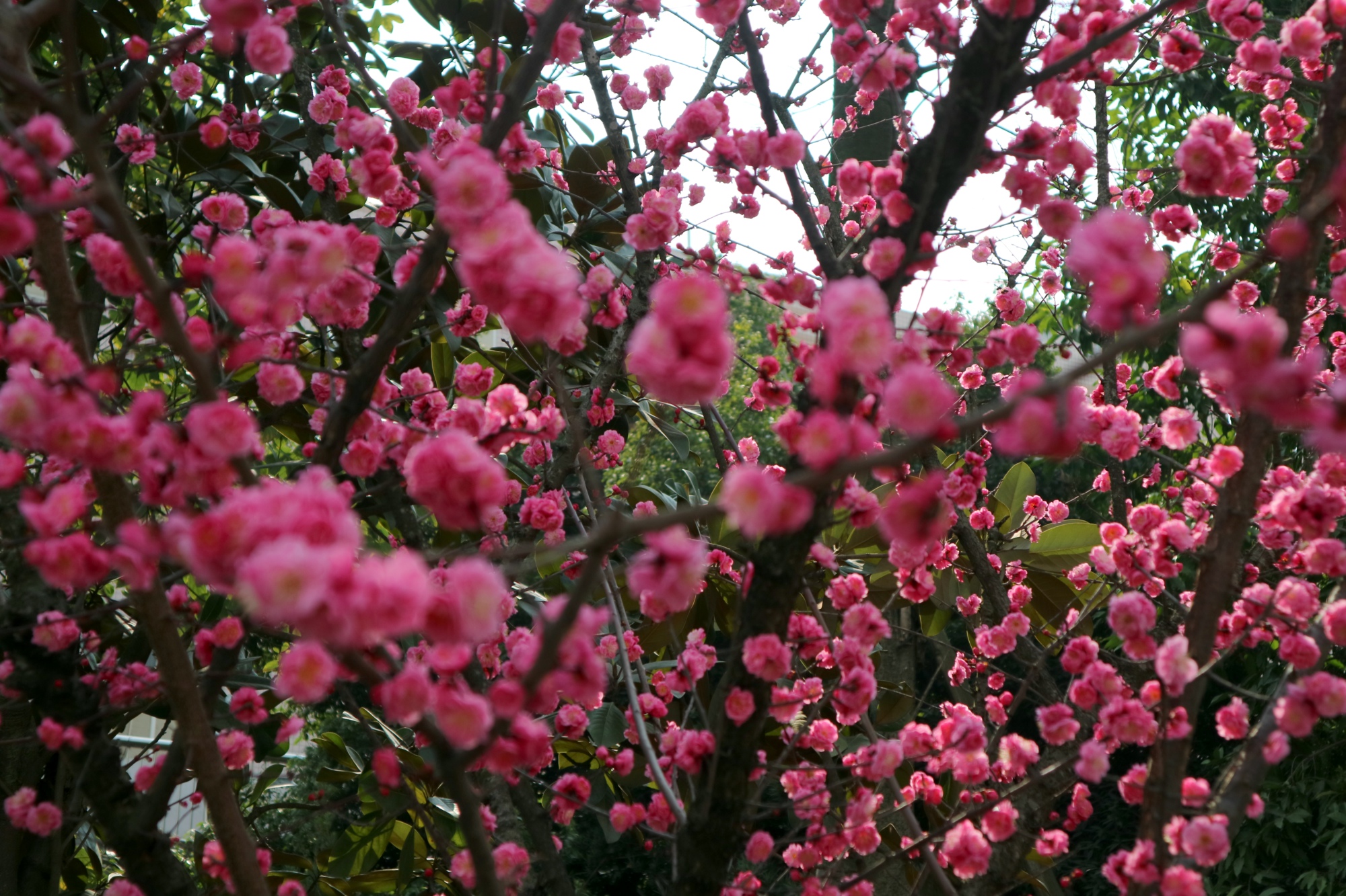 早春成都:花滿蹊,千朵萬朵壓枝低