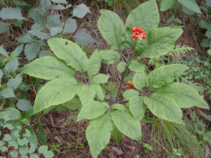 中药材:人参,今天我们就了解一下人参的前世今生