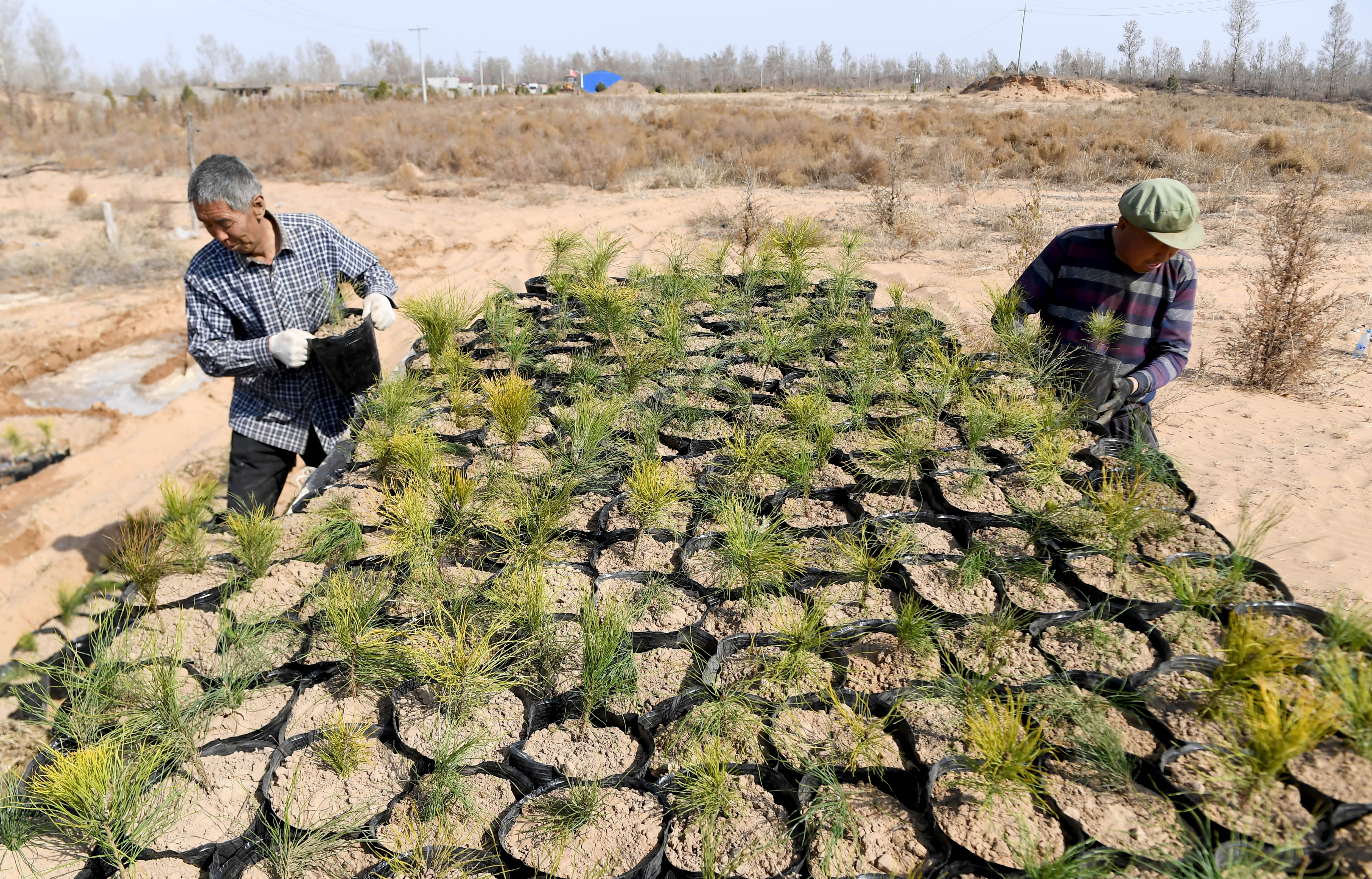 陕西榆林:春日沙漠植树忙(4)