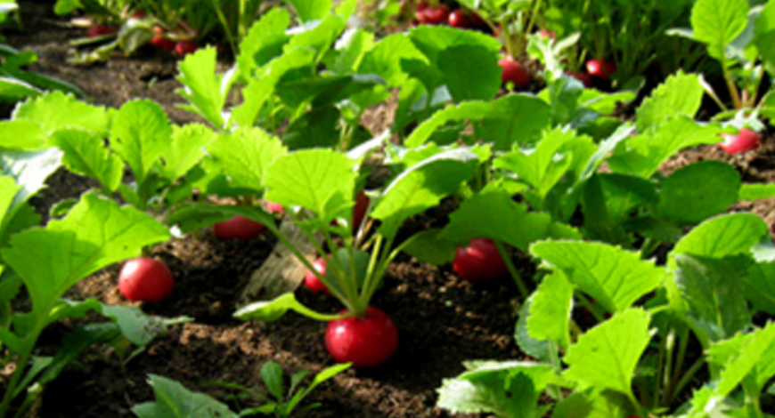 兰陵聊三农:种樱桃萝卜要注意,除了土壤松软,温度和水分的控制