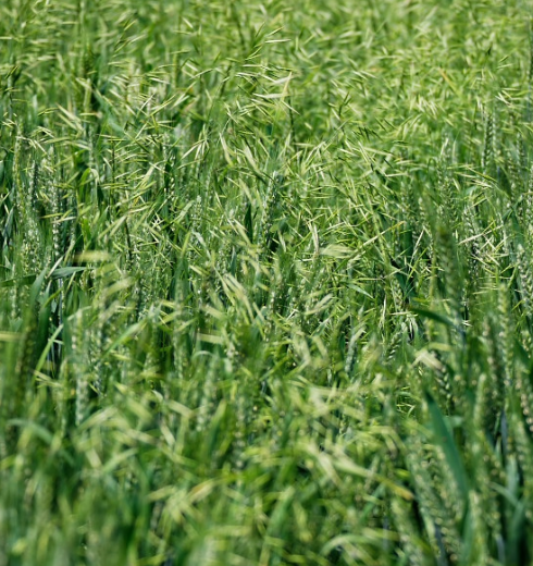 在草原上是优质牧草让人爱,在麦田里却成恶草成危害!
