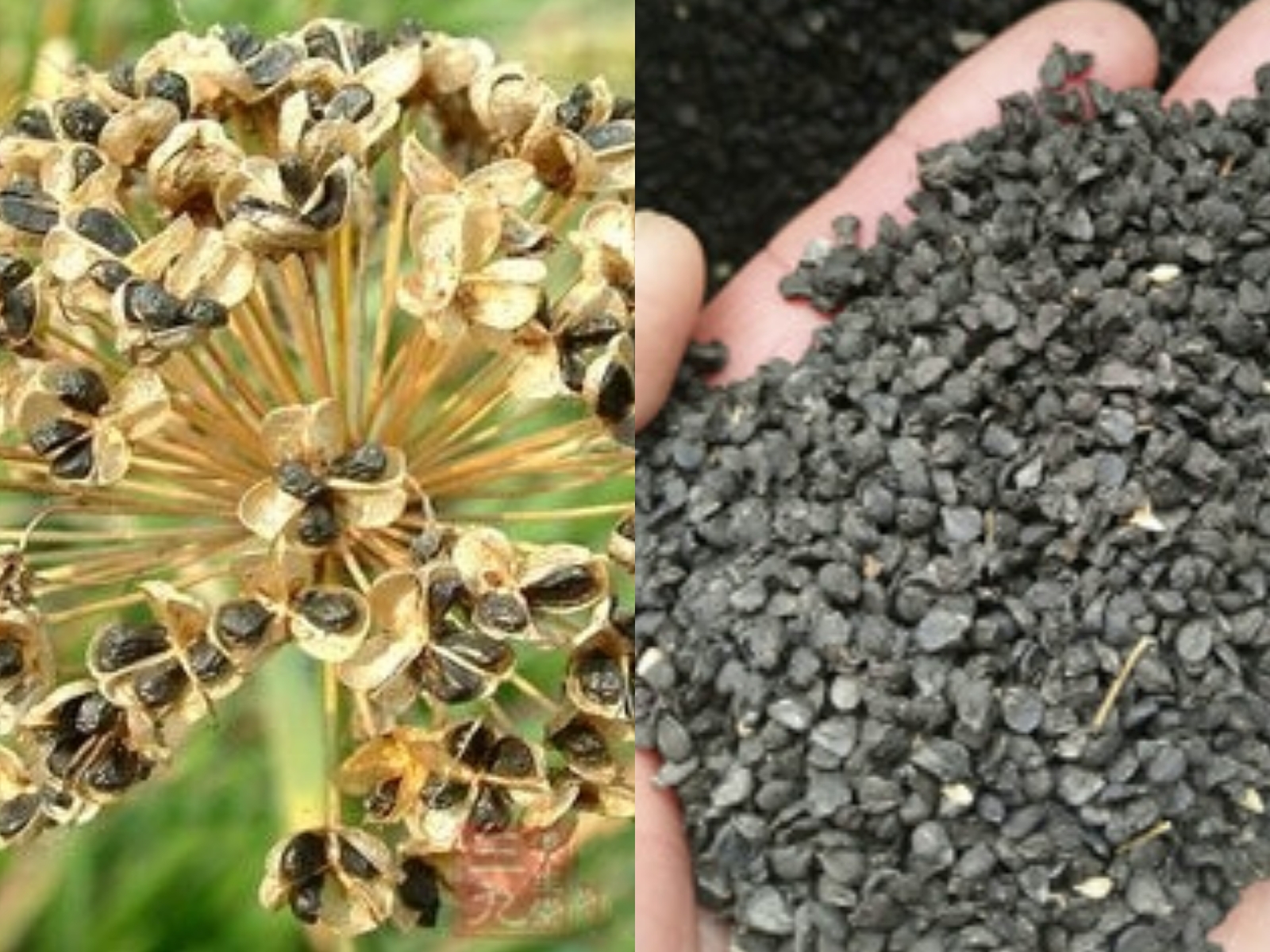 种植韭菜种子播种和分株移栽那个产量高