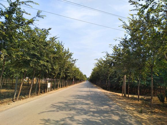 行道树种什么好?选购品种一定要知道这四个要点!