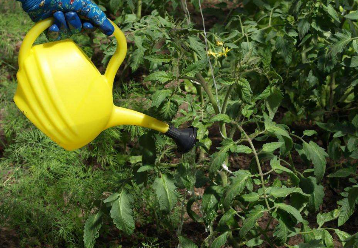 番茄浇水 - 热门商品专区