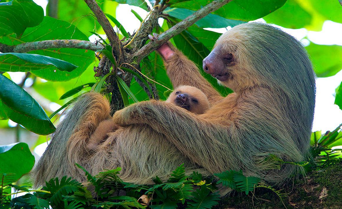 这是树懒妈妈在抱着树懒宝宝吧,很幸福的一幅画面