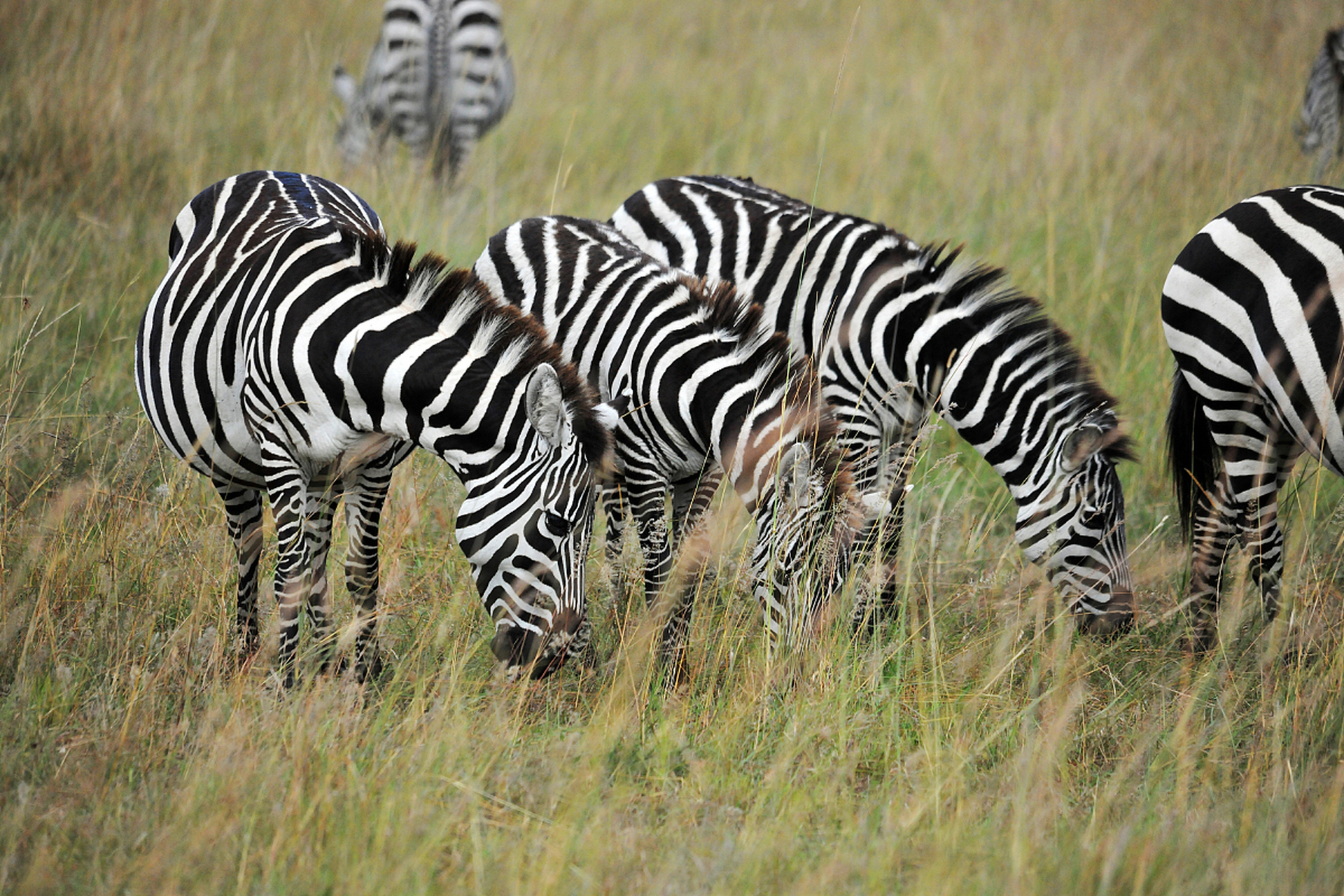非洲斑马之所以有着醒目的条纹,是因为这些条纹对它们的保护起到了
