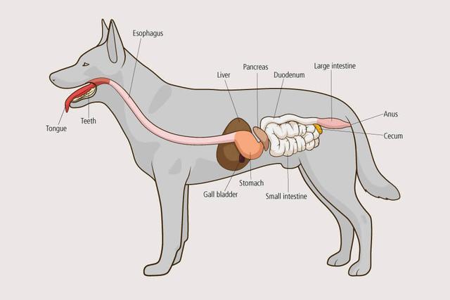 犬肝脏位置图片